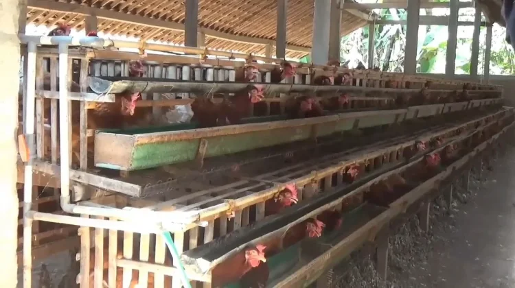 Siasati Pakan, DPP Ngawi Sarankan Peternak Tidak Bergantung Pakan Pabrikan