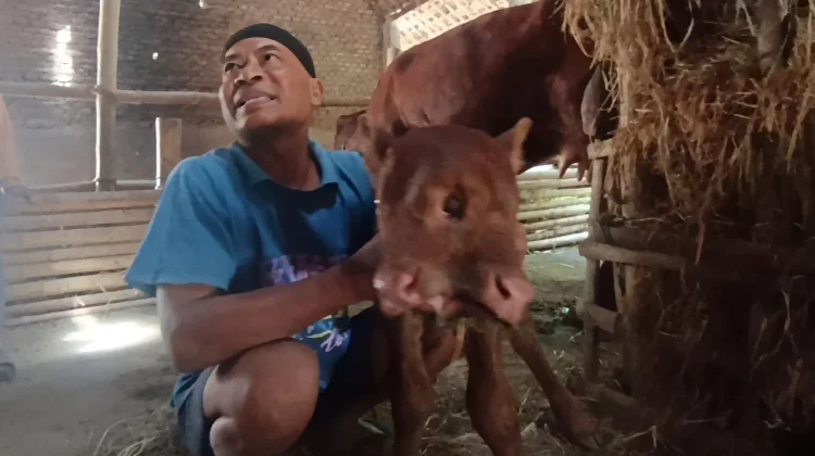 Hebohkan Warga, Anak Sapi Bermata Tiga Lahir di Magetan