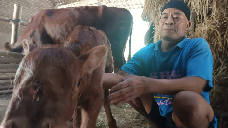 Mata Tengah Bisa Berkedip, Brilian Sapi Unik bak 'Dewa Erlang' dari Magetan