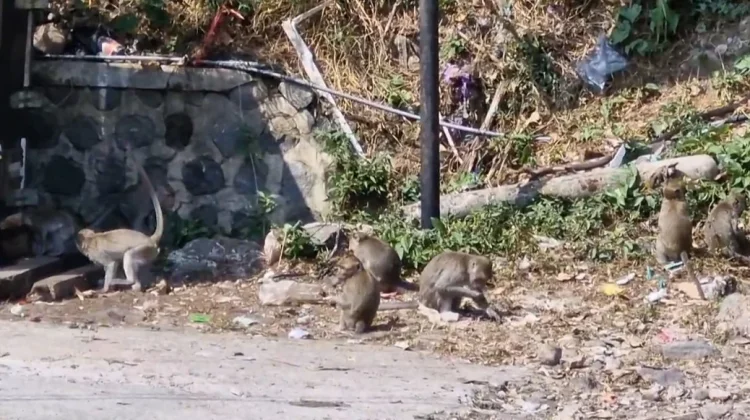 Lapar, Ratusan Kera Ekor Panjang Turun ke Kawasan Pasar Ngebel Ponorogo