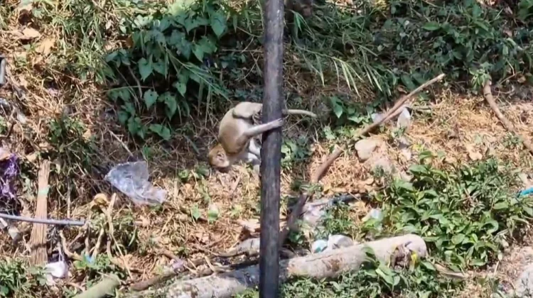 Ratusan Monyet Turun Gunung di Telaga Ngebel, BBKSDA Jatim: Jangan Diberi Makanan