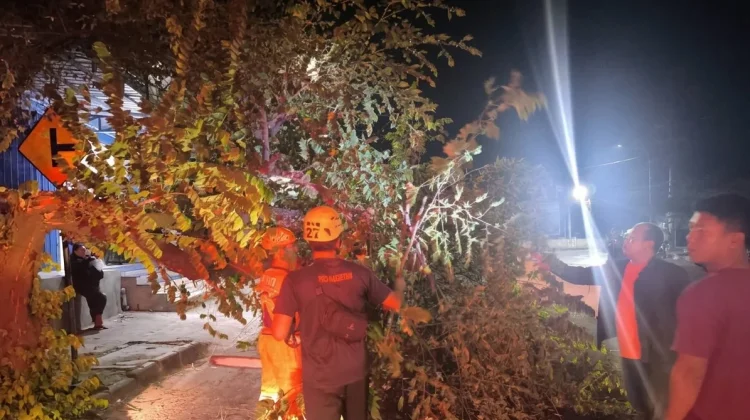 Pohon Tumbang Sempat Tutup Separuh Jalan Raya Kawedanan-Magetan