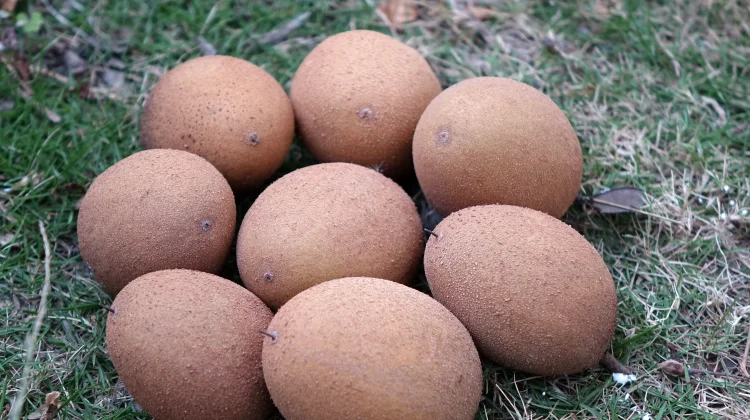Benarkah Buah Ciku atau Sawo Baik untuk Kesehatan Jantung?
