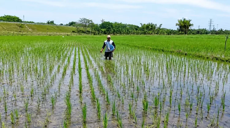 DKPP Ngawi Ajukan Ribuan Ton Pupuk Bersubsidi untuk Petani