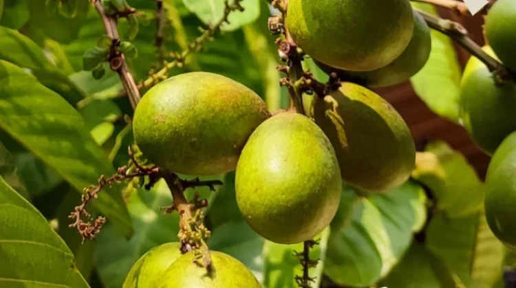 Mengenal Matoa, Buah Khas Papua dengan Beragam Manfaatnya bagi Kesehatan