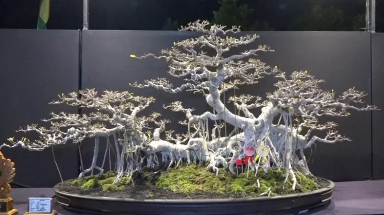 Pecinta Bonsai Nikmati Ratusan Koleksi di Madiun Nyawiji Bonsai Festival 2026