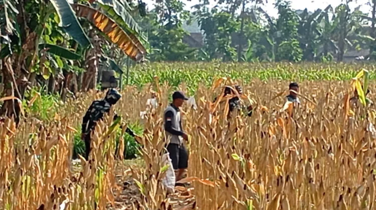 Prajurit TNI Bantu Warga Panen Jagung di tengah TMMD