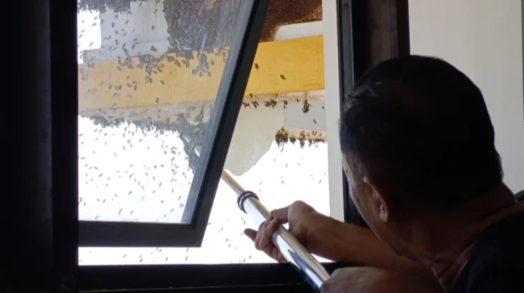 Lagi, Petugas Damkar Evakuasi Sarang Tawon di Lantai 7 Pemkab Ponorogo