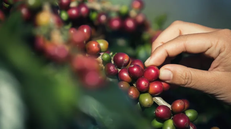 Optimalisasi Fungsi Lahan Hutan, Melalui Budidaya Kopi di Bawah Tanaman Tegakan