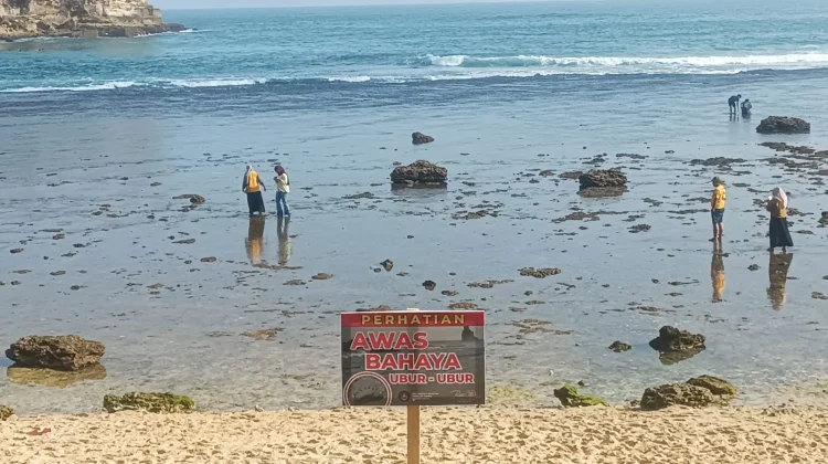 Ancaman Ubur-ubur di Pantai Selatan, Disparbupora Pacitan Ingatkan Wisatawan