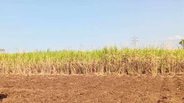 Biaya Produksi Melonjak, Petani Tebu Magetan Tertekan pada Musim Giling 2026