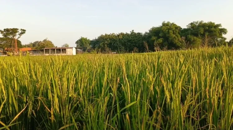 Kebutuhan Pupuk Petani Magetan Belum Terpenuhi, Pemkab Ajukan Tambahan Kuota