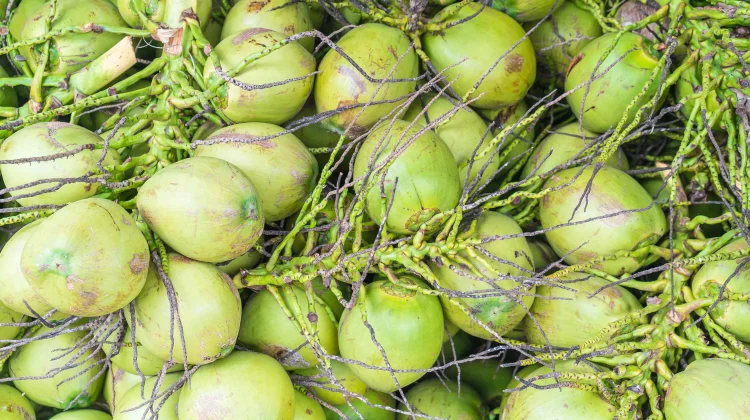 Air Kelapa, Minuman Alami dengan Beragam Manfaat bagi Kesehatan