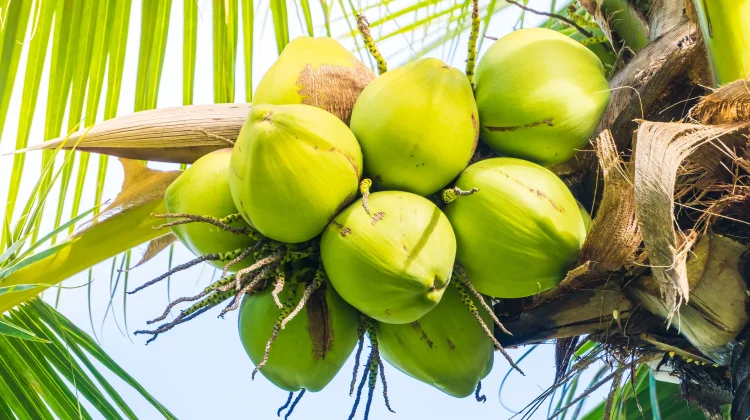 Air Kelapa Muda Bisa Menetralkan Racun? Simak Penjelasan Ilmiahnya