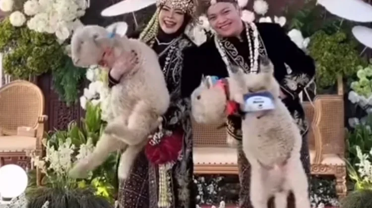 Unik, Pengantin Pria Beri Domba Merino sebagai Seserahan