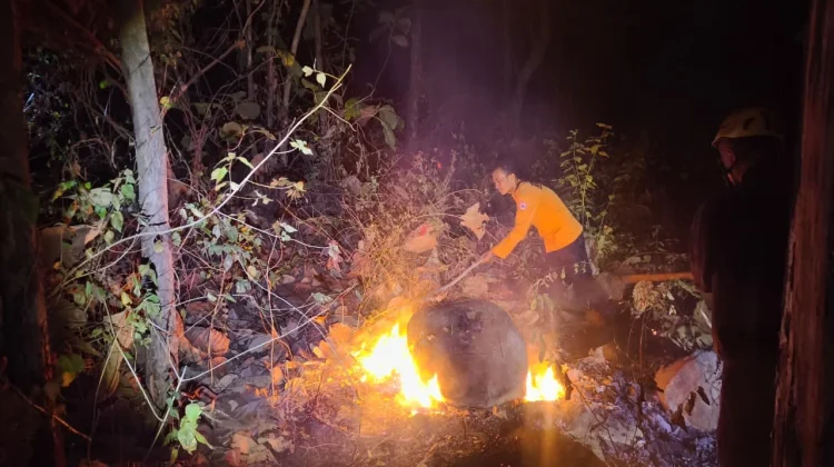 Kebakaran 5 Hektare Hutan di Magetan Diduga Dipicu Pembukaan Lahan