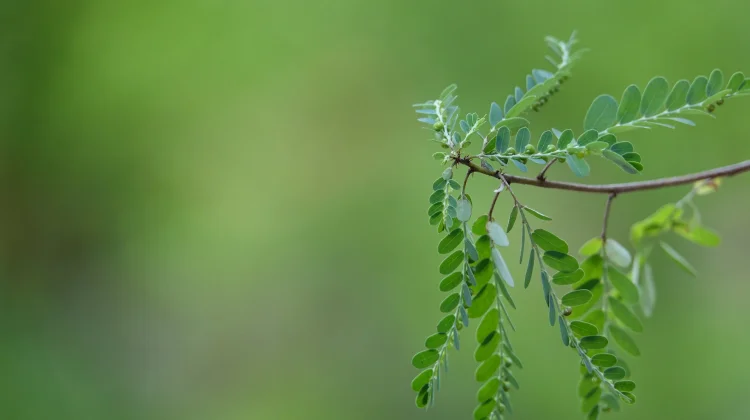 Manfaat Daun Kelor, Si Hijau Kaya Nutrisi