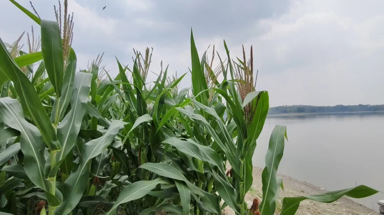 Tantangan Petani Waduk Pondok: Manfaatkan Air Surut, Untung Rugi Tanggung Sendiri
