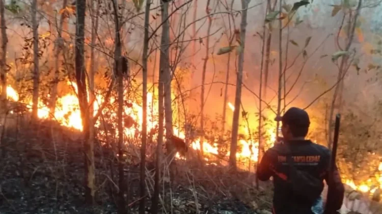Kebakaran Hutan Rakyat di Giripurno Magetan Meluas, 5 Hektare Terbakar