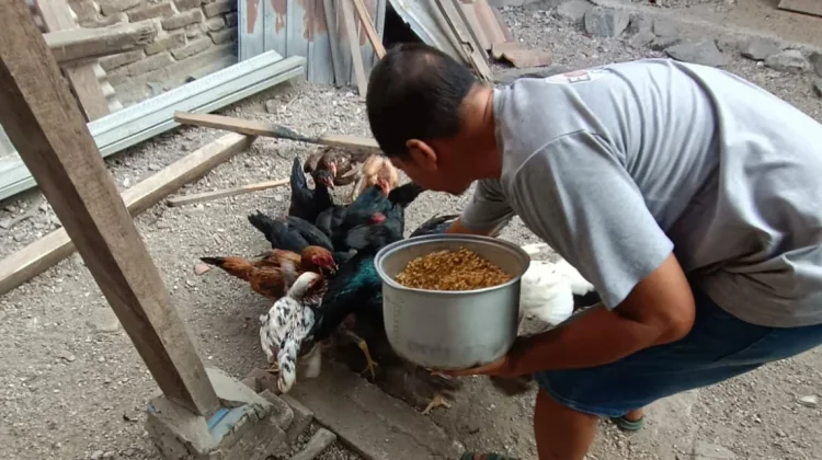 Ricard Kembangkan Ternak Ayam Kampung Tuk Ketahanan Pangan Lokal
