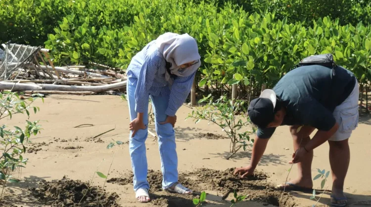 Watumejo Mangrove Park Pacitan Ajak Wisatawan Menanam Mangrove