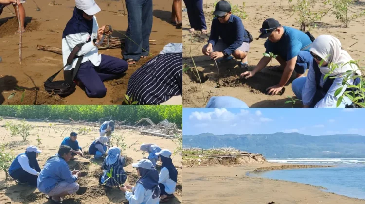 Berburu Spot Foto di Watumejo Mangrove Park Pacitan Sembari Jaga Lingkungan