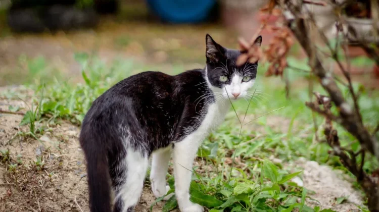Ini Cara Mencegah Kucing Buang Kotoran di Halaman Rumah yang Aman