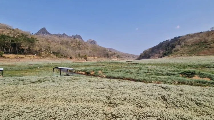 Waduk Bendo Surut, Warga Beralih Jadi Petani Musiman