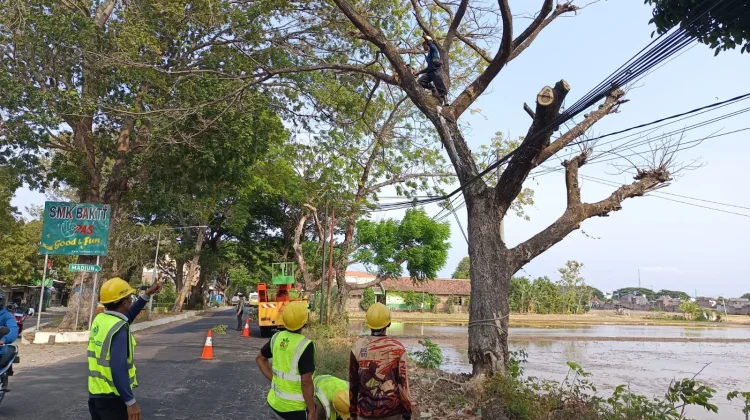 DLH Ponorogo Pangkas Pohon Mati Diduga akibat Dibakar