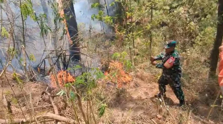 Kebakaran Hutan di Lereng Lawu, Petugas Antisipasi Api Merembet ke Ngawi