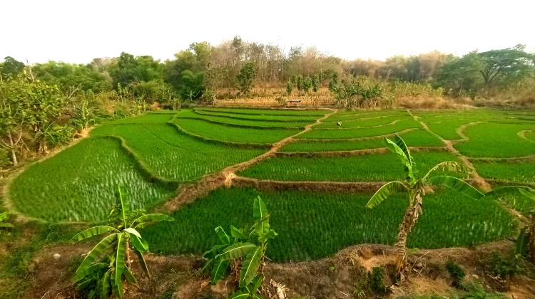 Bapanas Dorong Petani Madiun Raya Dongkrak Produksi Padi