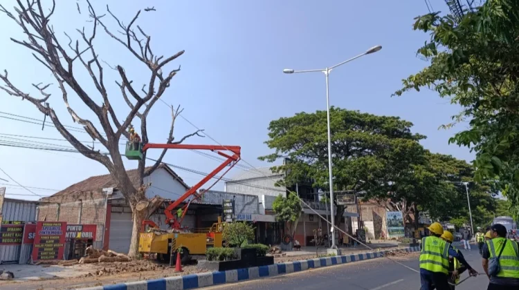 Pohon di Ponorogo Sengaja Dimatikan, Petugas Lakukan Pemangkasan