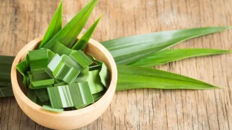 Rahasia Herbal Daun Pandan: Aroma Wangi yang Menyimpan Segudang Khasiat
