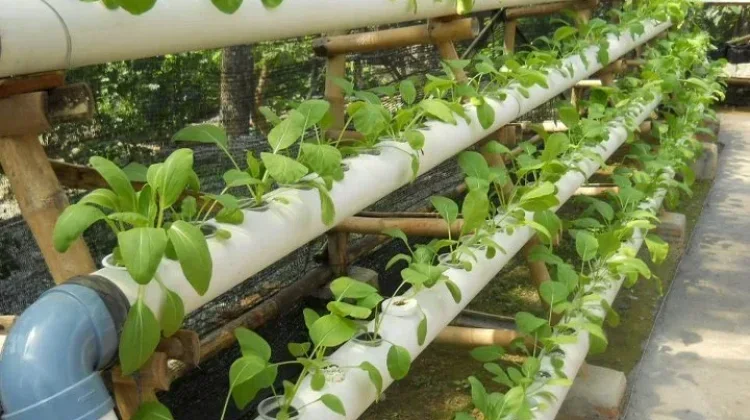 Memaksimalkan Lahan Sempit Kota Madiun Melalui Metode Pertanian Vertikultur