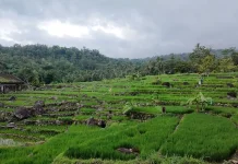 Ini Tahapan untuk Raih Sertifikat Organik