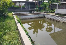 Cara Mudah Budidaya Tanaman Azolla, Pupuknya Sederhana!