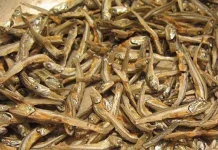 Teri: Ikan Kecil Bermanfaat Mengurangi Risiko Demensia dan Penyakit Alzheimer