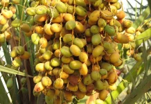 Benarkah Manfaat Kurma Muda Efektif untuk Program Hamil?