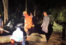 Lagi, Angin Kencang Sebabkan Pohon Tumbang di Magetan