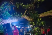 Cuaca Ekstrem, Pohon Tumbang di Magetan Rusak Rumah dan Lukai Pengendara Motor