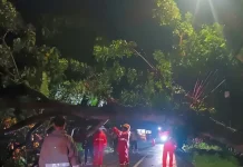Pohon Tumbang di Sejumlah Titik, Timpa Rumah Warga dan Lukai Pengendara di Magetan
