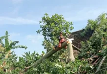 BPBD Magetan Bersihkan Pohon Tumbang dan Salurkan Bantuan bagi Warga Terdampak