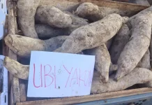 Ubi Yakon: Ubi dengan Rasa Unik tanpa Proses Masak