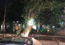 BPBD Data Pohon Rawan Tumbang di Kota Madiun, Warga Diminta Aktif Melapor