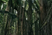 Tanaman Ficus Dinilai Efektif Menjaga Kelestarian Sumber Air
