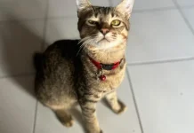 Jangan Anggap Remeh, Gigitan Kucing Bisa Picu Infeksi Berbahaya!