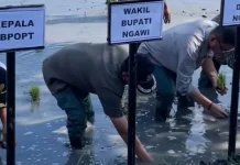Percepatan Tanam Padi di Ngawi Jelang Kemarau