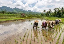 Kementan Dorong Petani Tanam Lebih Awal