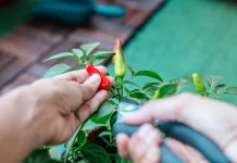 Ubah Pekarangan Rumah Menjadi Tanaman Produktif, Mulai Cabai hingga Jeruk