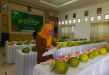 Pemkab Magetan Dorong Pemasaran Digital dan Kontinuitas Panen Jeruk Pamelo